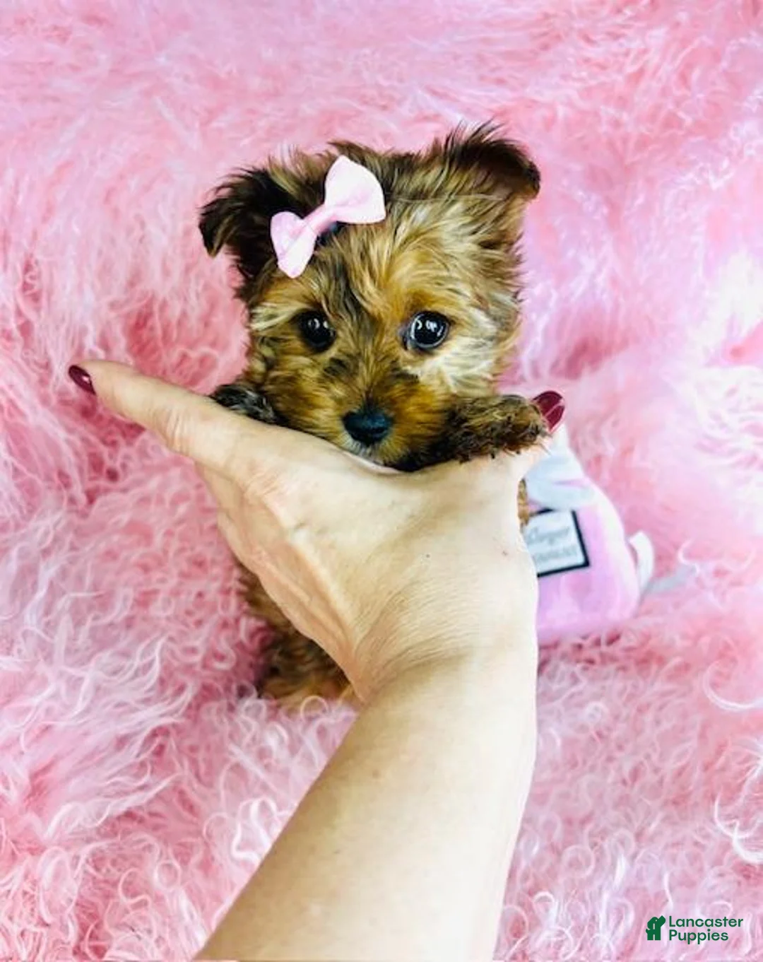 Yorkshire Terrier dogs for sale: Yorkshire Terrier Puppy 2 - Ad 1