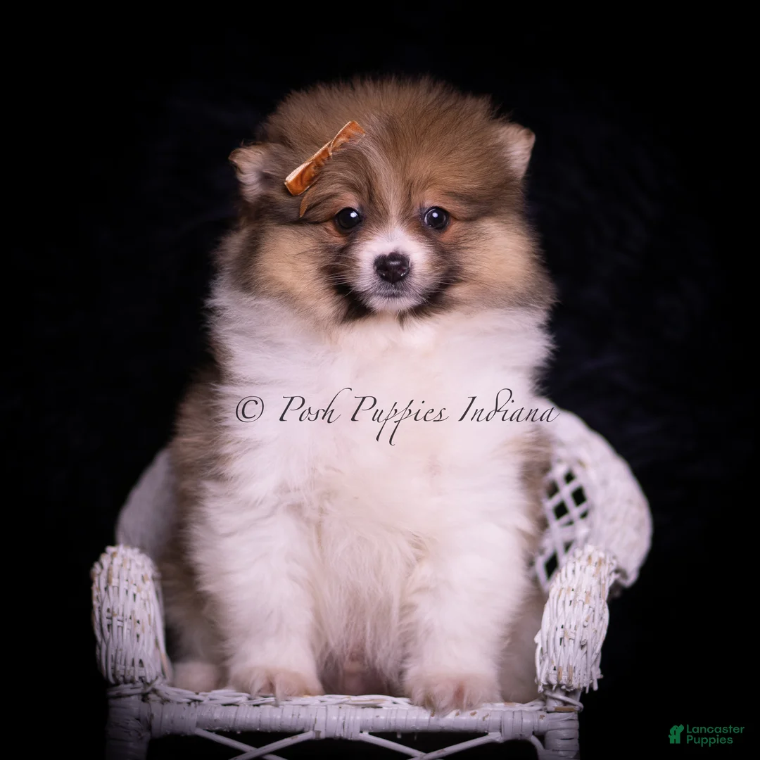 Pomeranian dogs for sale: Monaco - Ad 1