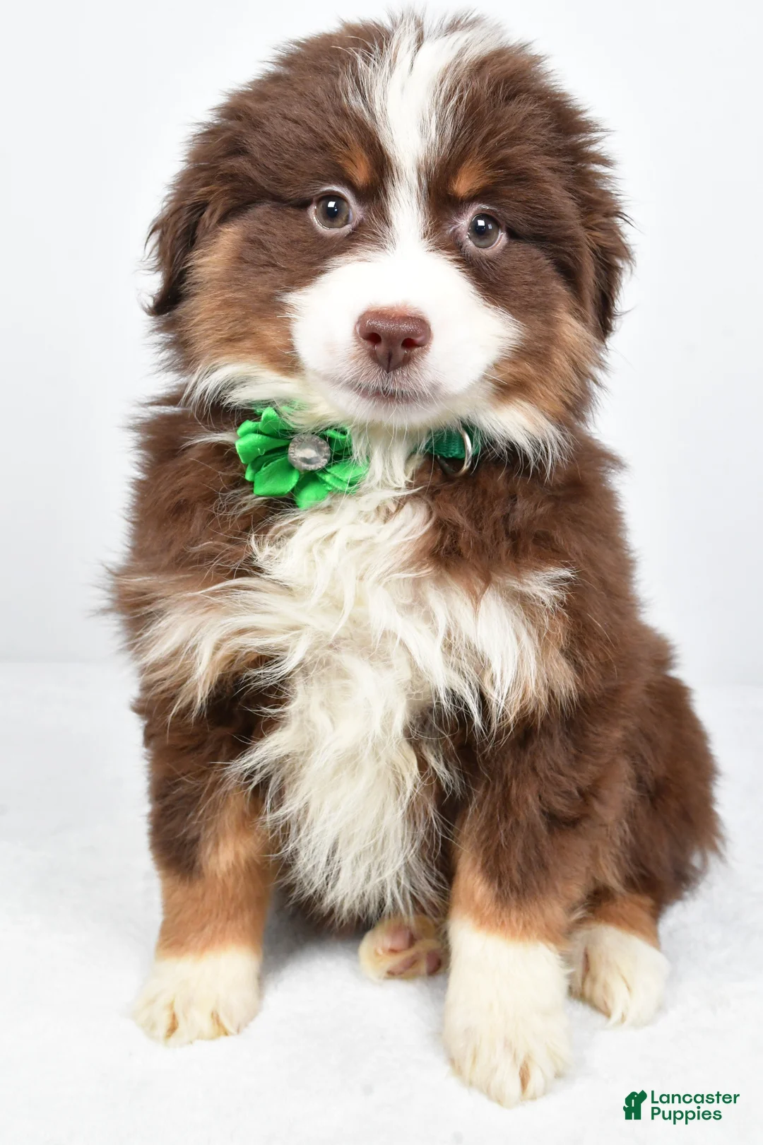 Miniature Australian Shepherd dogs for sale: Rebekah - Ad 1
