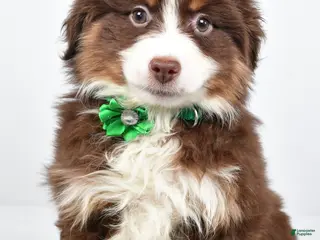 Miniature Australian Shepherd dogs Rebekah - Ad 34