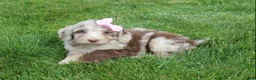 Mini Aussiedoodle dogs for sale: Colette - Ad 7