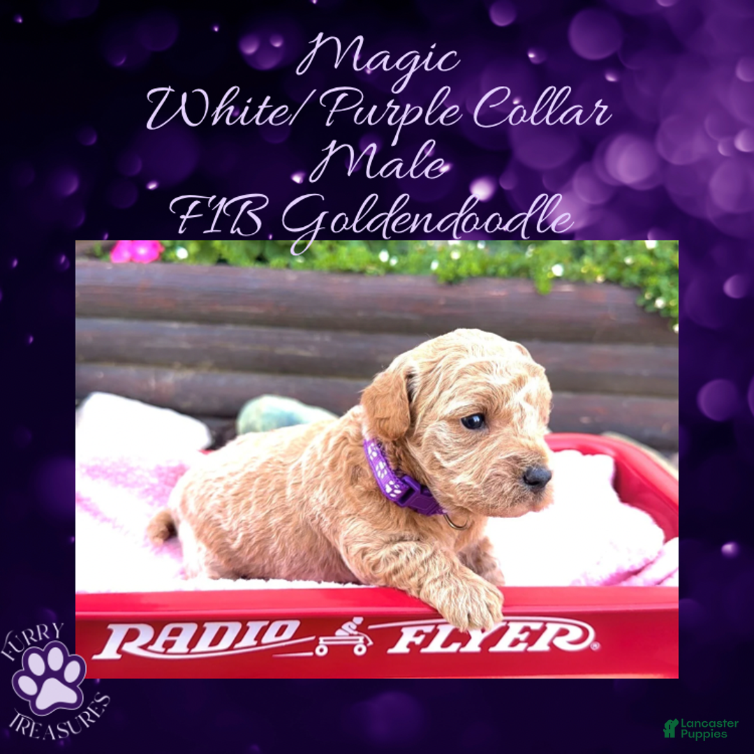 Goldendoodle dogs for sale: Magic “Purple Collar” Male - Ad 15
