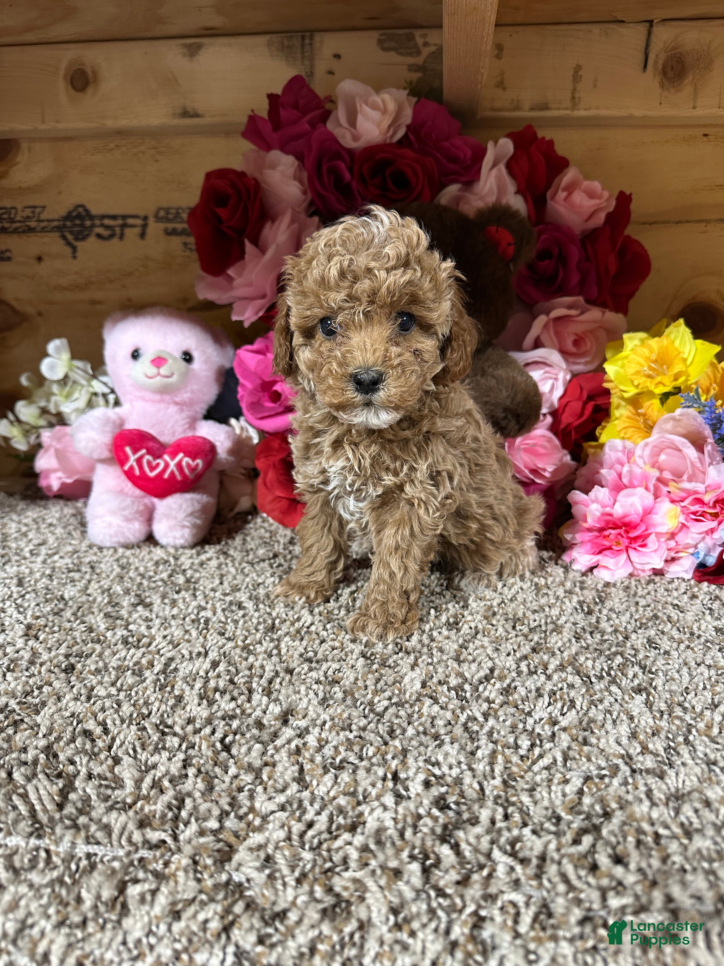 Toy Poodle dogs Toy Poodle Puppy 4 - Ad 2