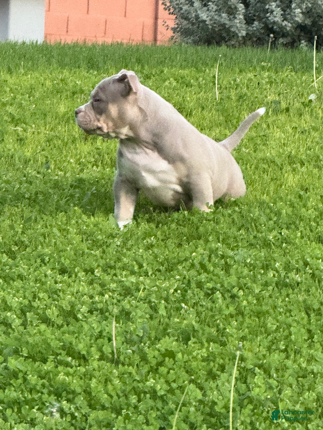 American Bully dogs for sale: American Bully Puppy 2 - Ad 15