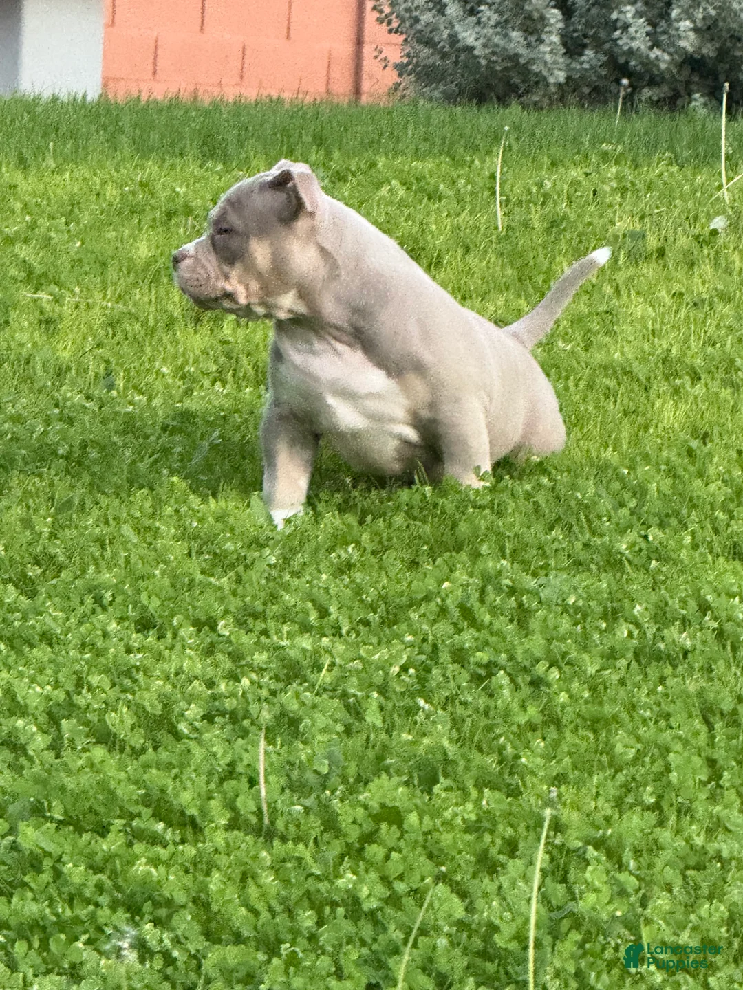 American Bully dogs for sale: American Bully Puppy 1 - Ad 17