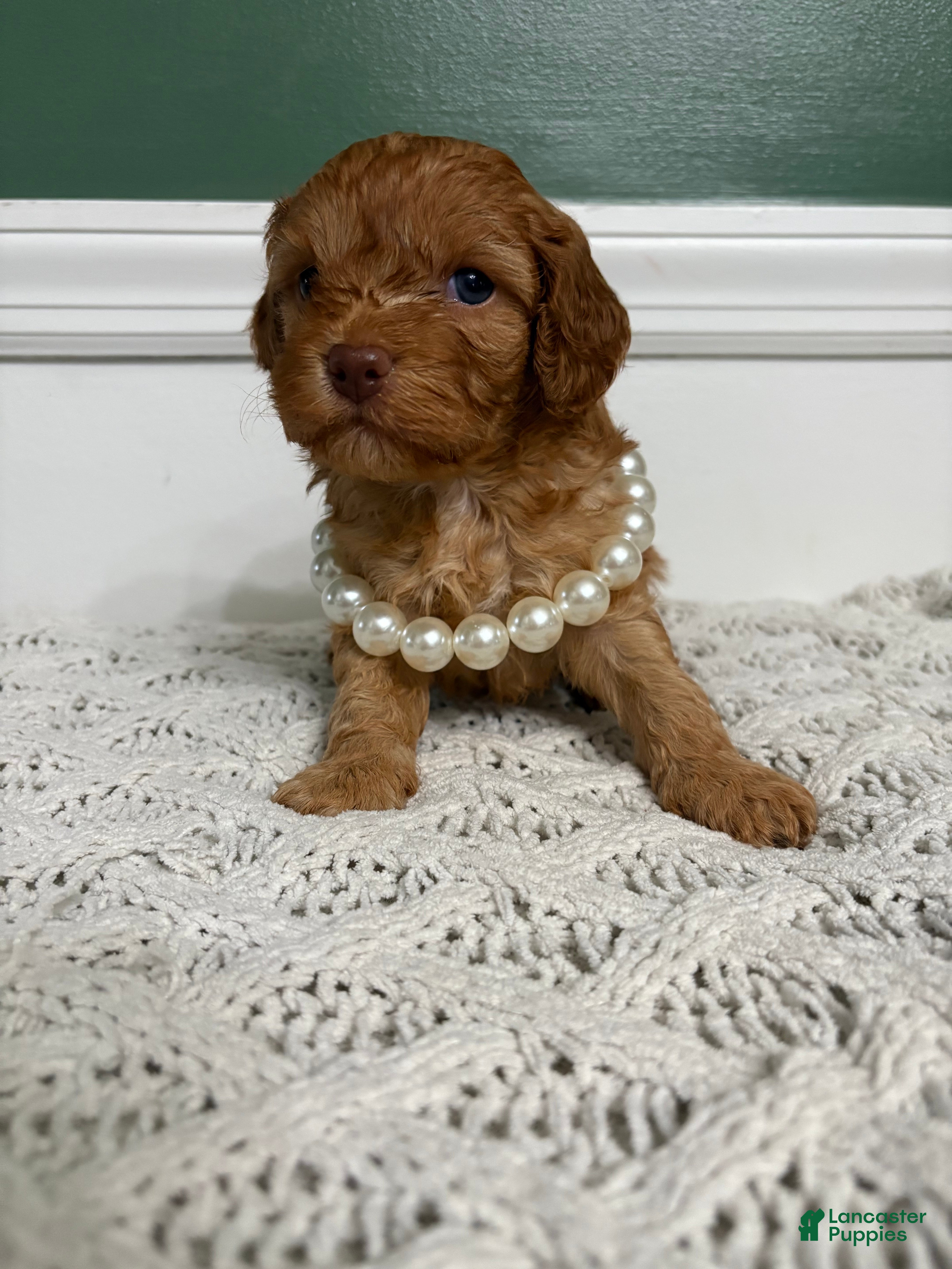 Cavapoo dogs Dallas - Ad 2