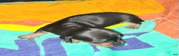 Dachshund dogs for sale: Dachshund Puppy 4 - Ad 2
