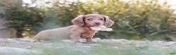 Dachshund dogs for sale: Amelia - Ad 6