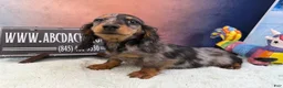 Dachshund dogs for sale: Standard black and tan dapple - Ad 7