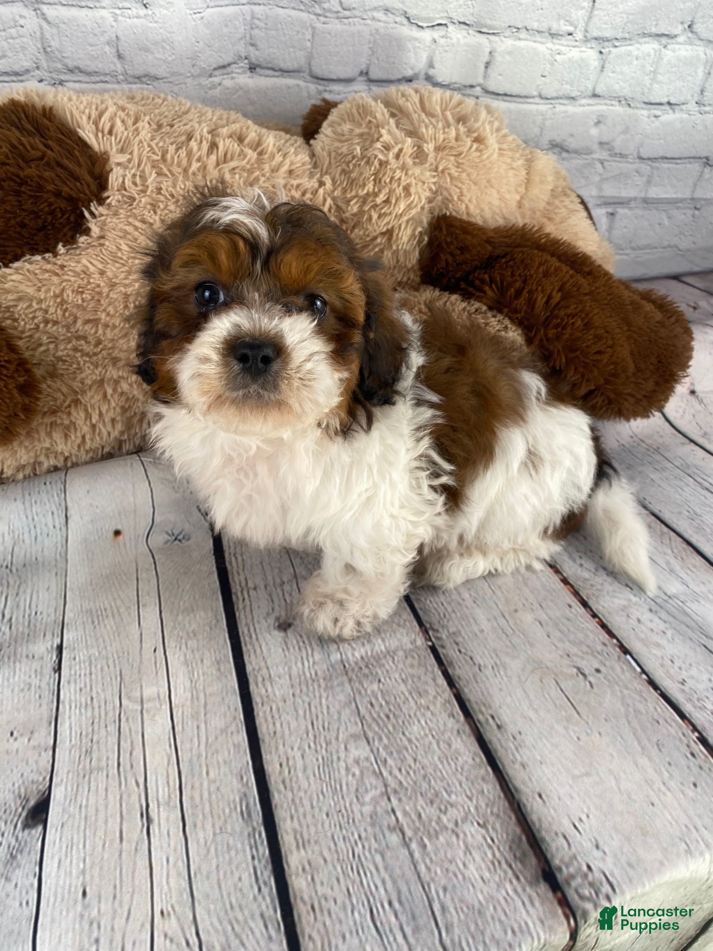 Shihpoo dogs Tucker - Ad 2