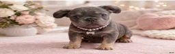 French Bulldog dogs for sale: French Bulldog Puppy 6 - Ad 8