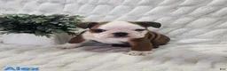 English Bulldog dogs for sale: AKC Alex  - Ad 2