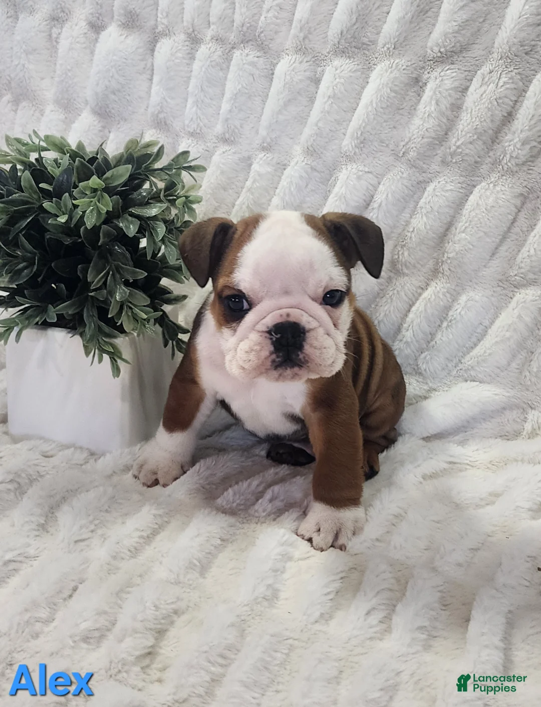 English Bulldog dogs for sale: AKC Alex  - Ad 2