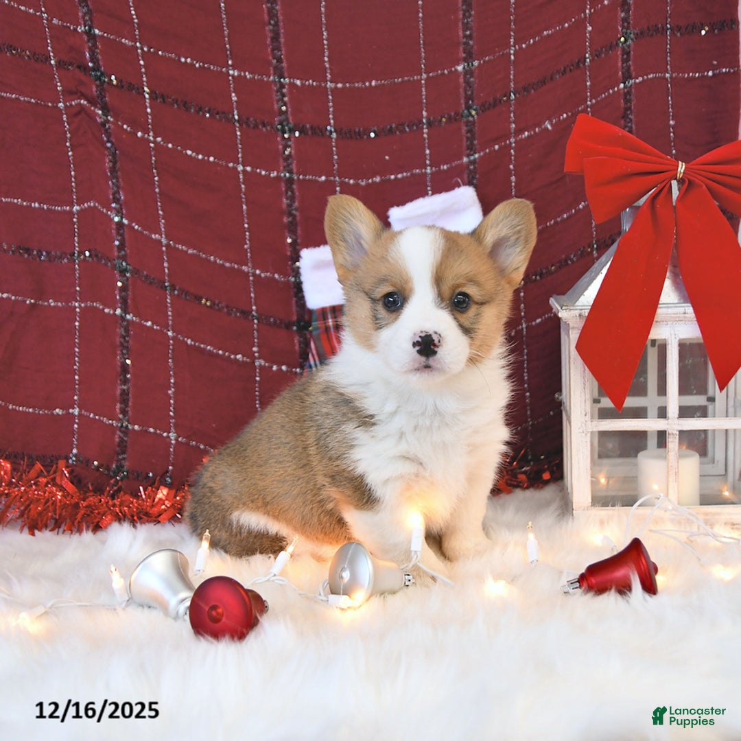 Welsh Corgi Pembroke dogs for sale: Otis - Ad 2