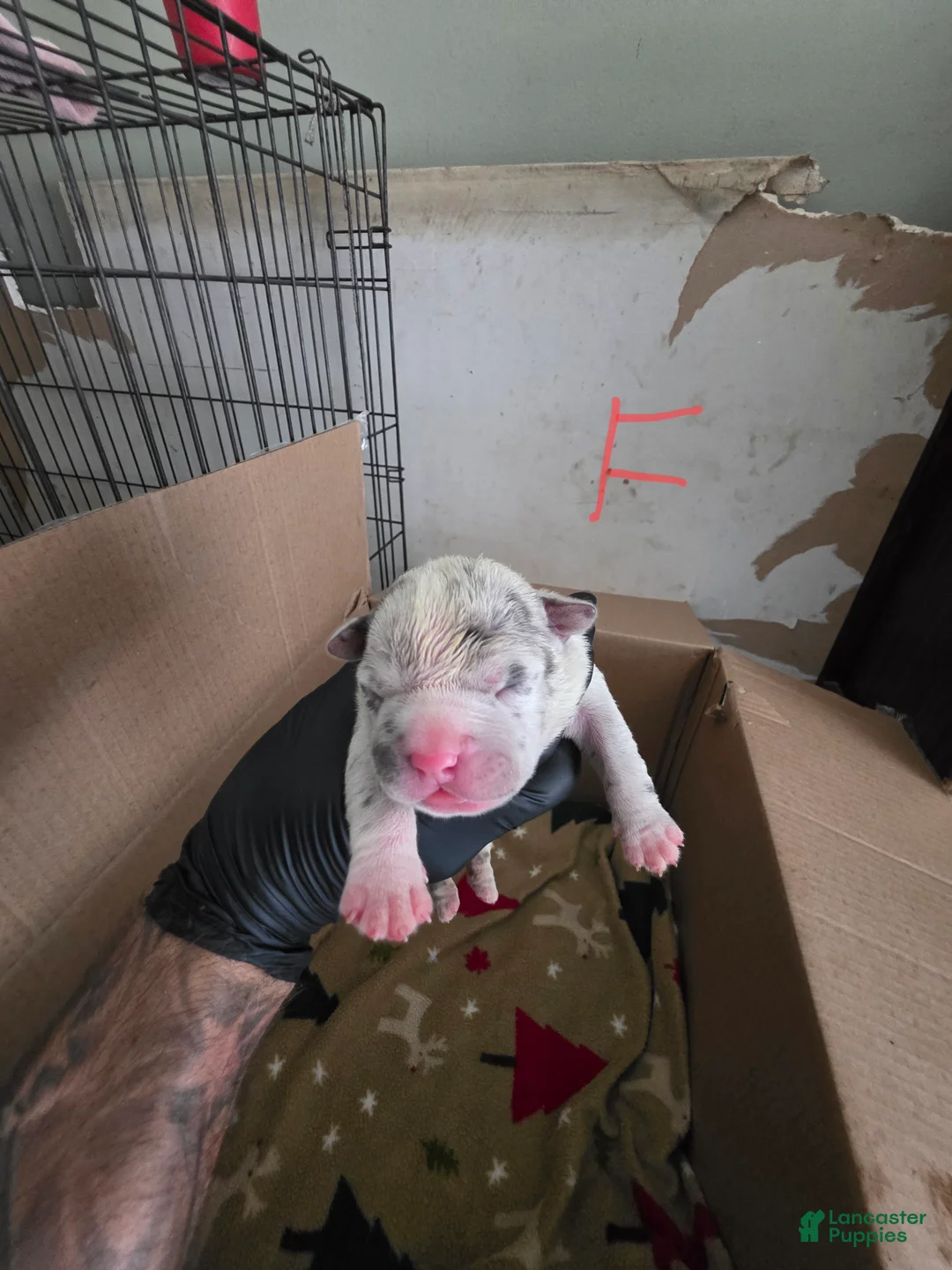 American Bully dogs for sale: American Bully 8 - Ad 2
