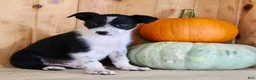 Mixed Breed dogs for sale: Baxter - Ad 5