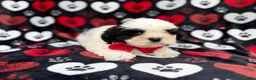 Shih Tzu dogs for sale: Sebastian  - Ad 10