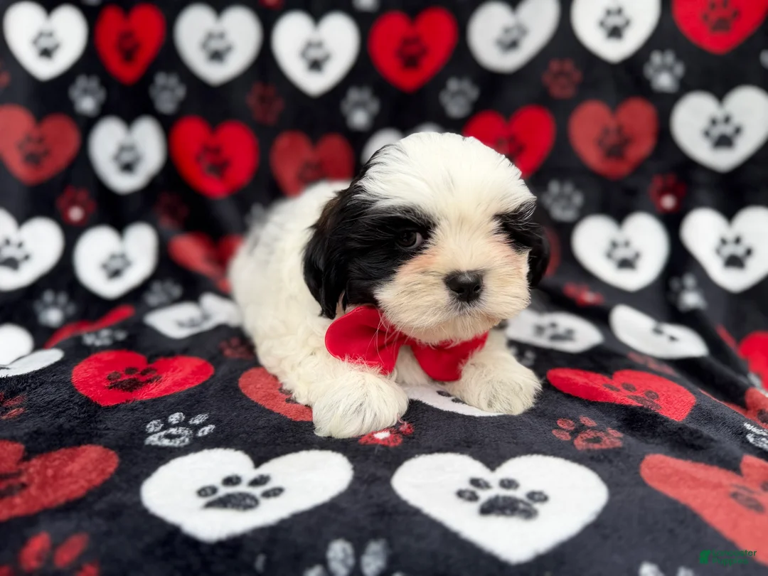Shih Tzu dogs for sale: Sebastian  - Ad 10