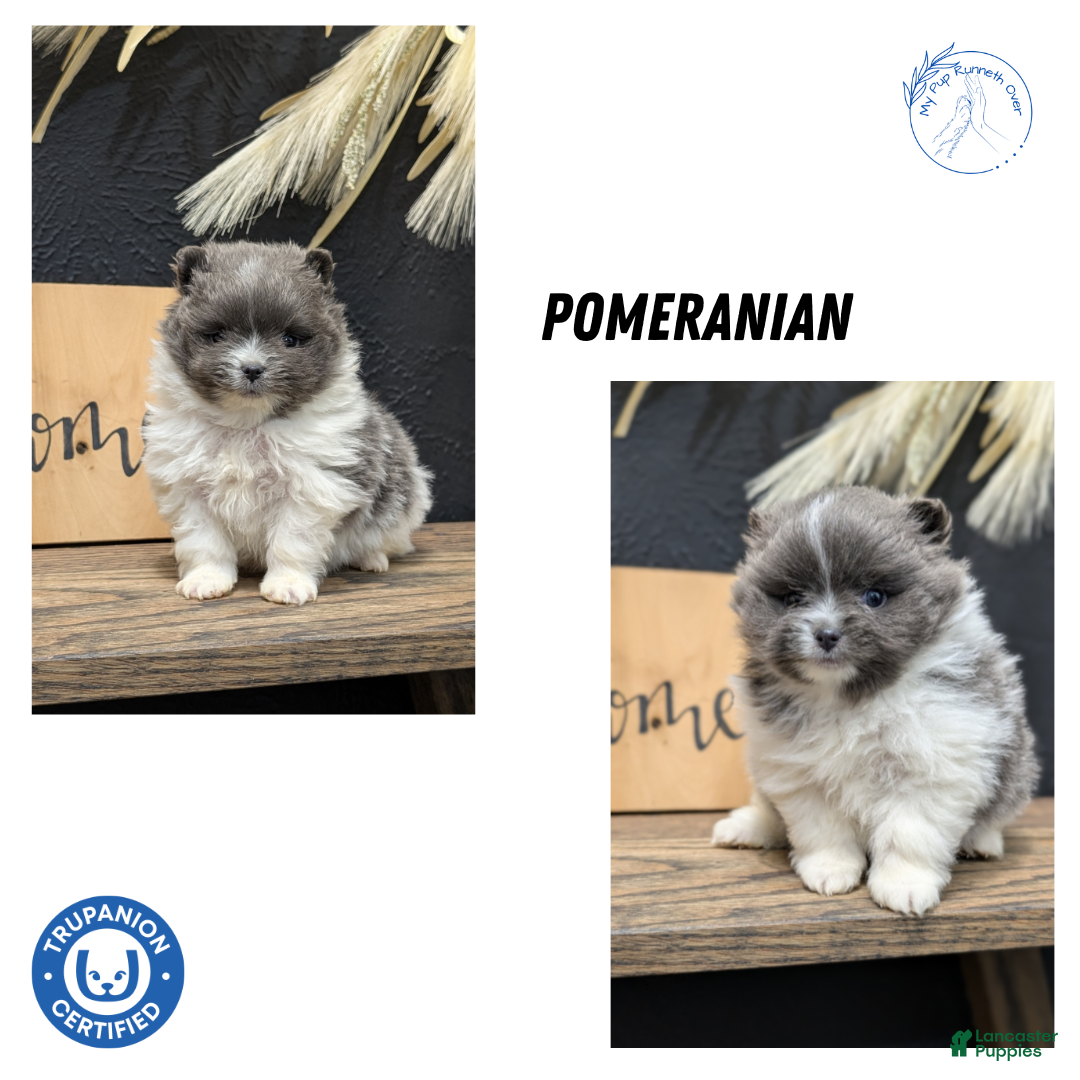 Pomeranian dogs for sale: Yogi  - Ad 11