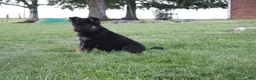 German Shepherd dogs for sale: Bear - Ad 2