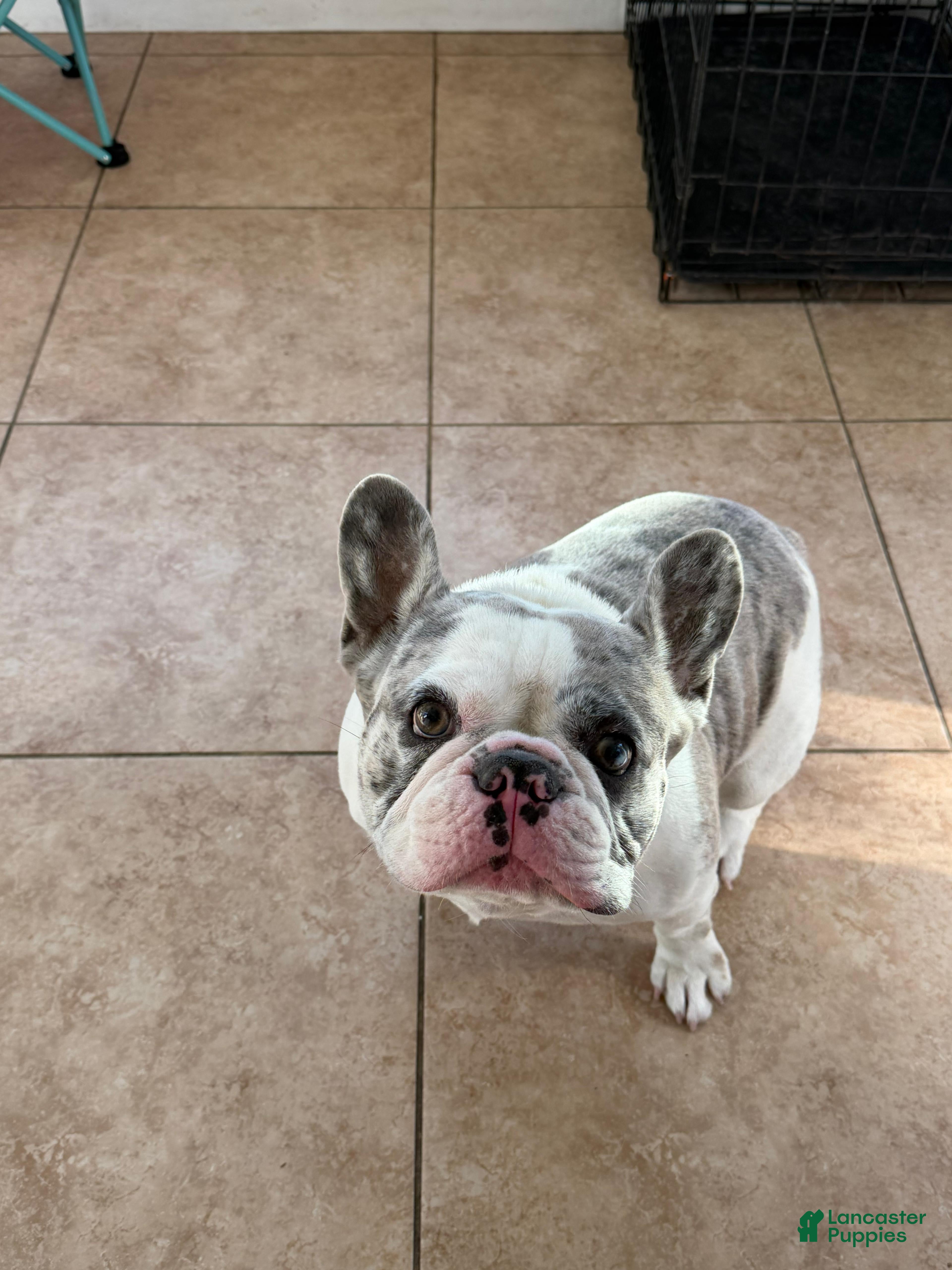 French Bulldog dogs Fluffy French Bulldog - Ad 34