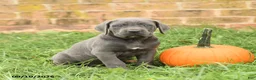 Cane Corso dogs for sale: Flora   - Ad 3