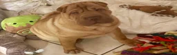 Shar Pei dogs for sale: Goose - Ad 25