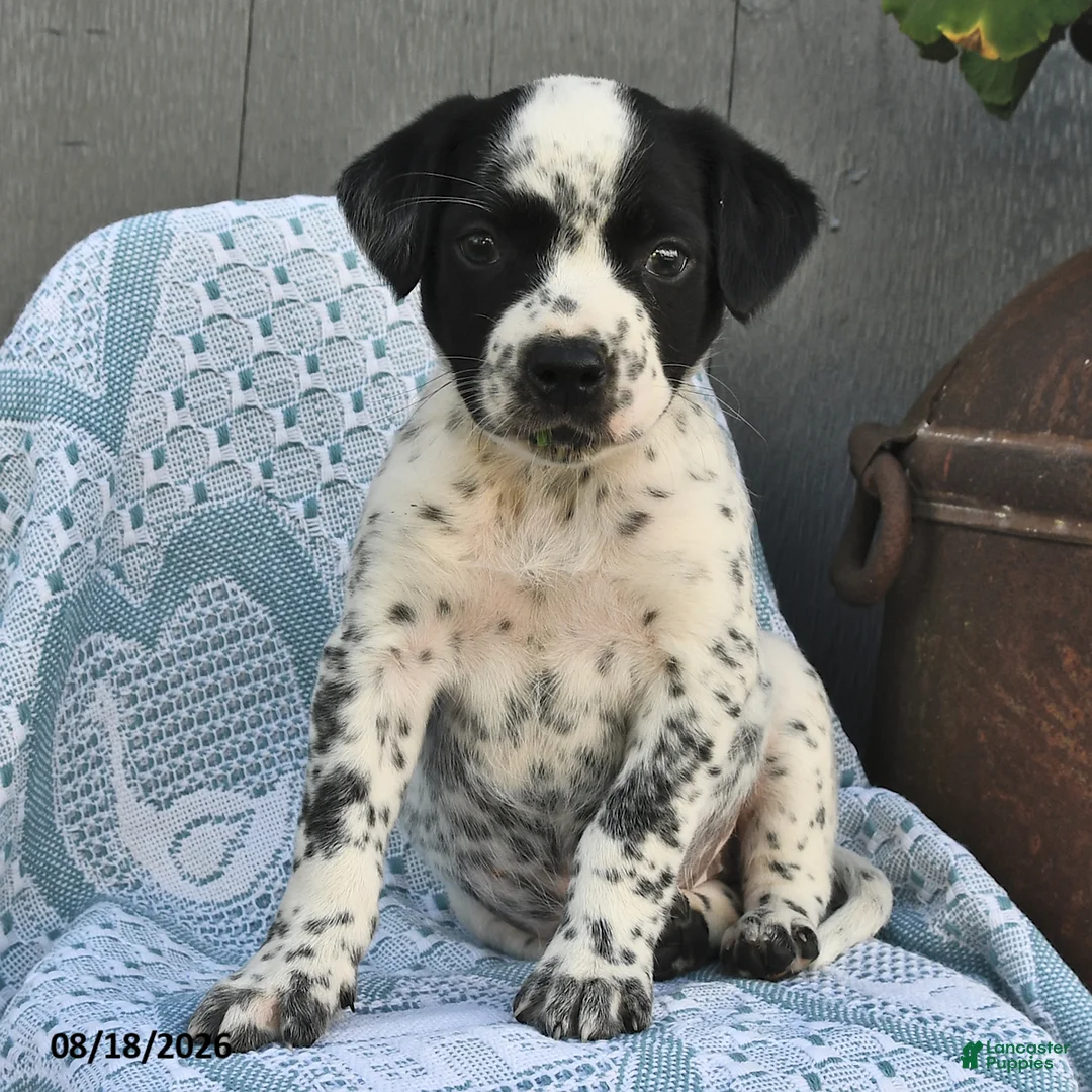 Mixed Breed dogs for sale: Lucky - Ad 1