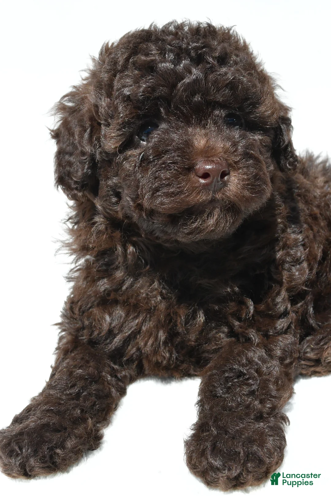 Miniature Poodle dogs for sale: Daisy - Ad 9
