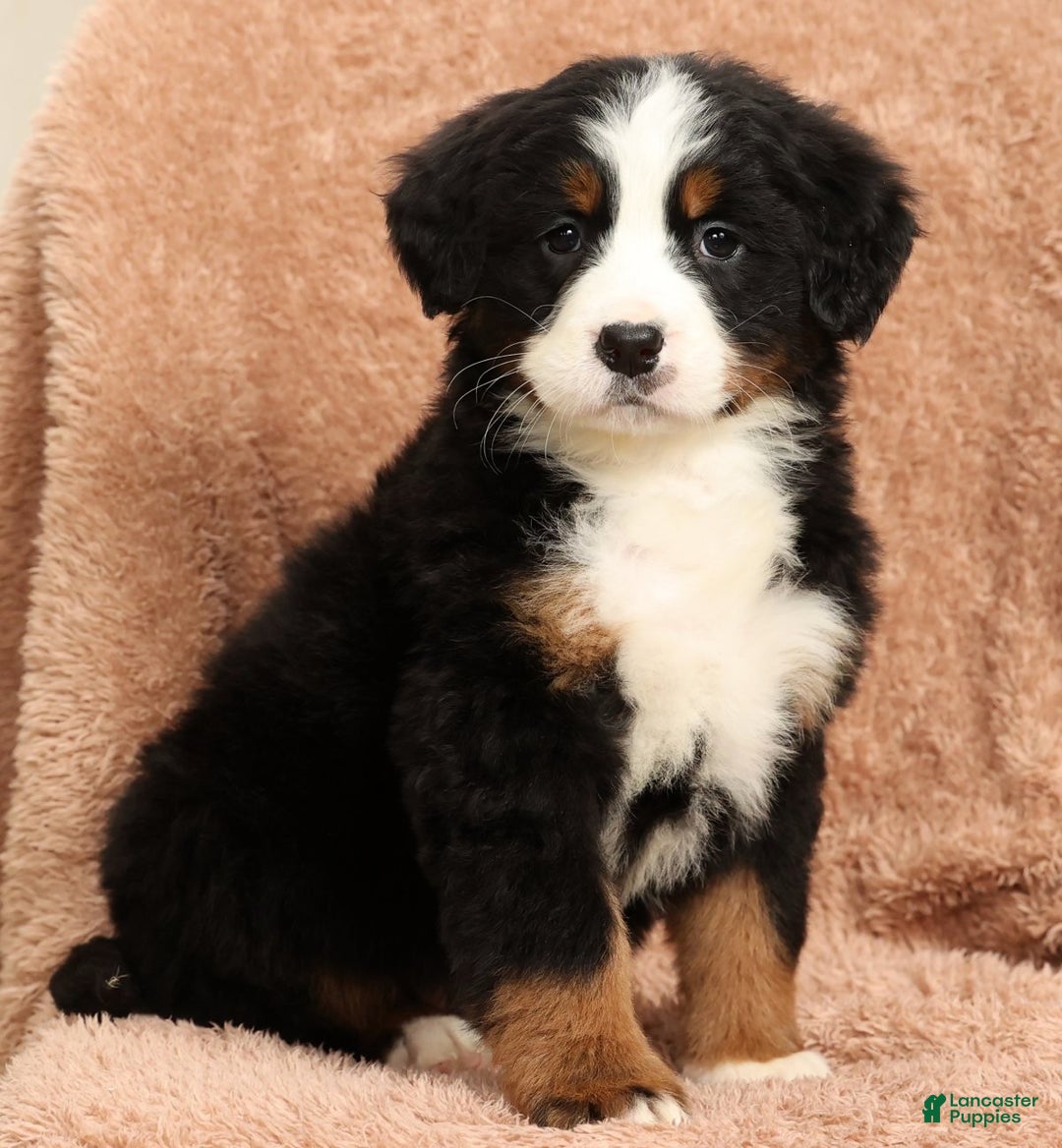 Bernese Mountain Dog dogs for sale: Piper - Ad 7