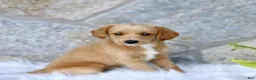 Labradoodle dogs for sale: Candy  - Ad 3