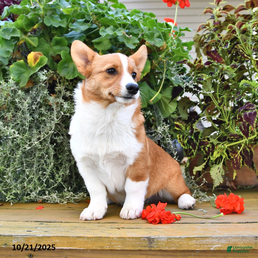 Welsh Corgi Pembroke Puppies for sale in New York Lancaster Puppies