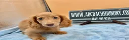 Miniature Dachshund dogs for sale: Ch Bred S.African/russian akc - Ad 6