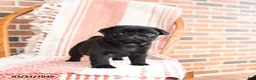 Pug dogs for sale: Ozzie - Ad 3