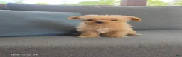 Yorkiepoo dogs for sale: Yorkiepoo 3 - Ad 4