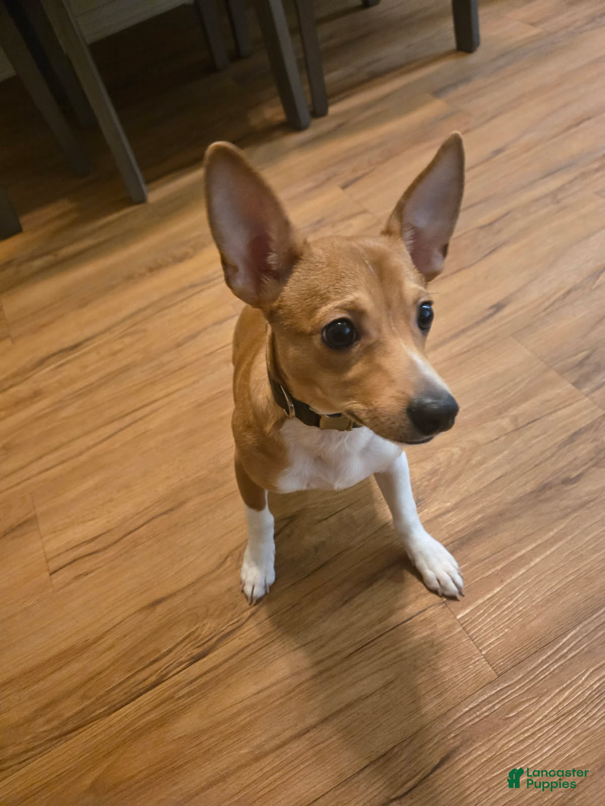 Pomchi dogs Ritchie - Ad 1