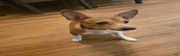 Pomchi dogs for sale: Ritchie - Ad 1