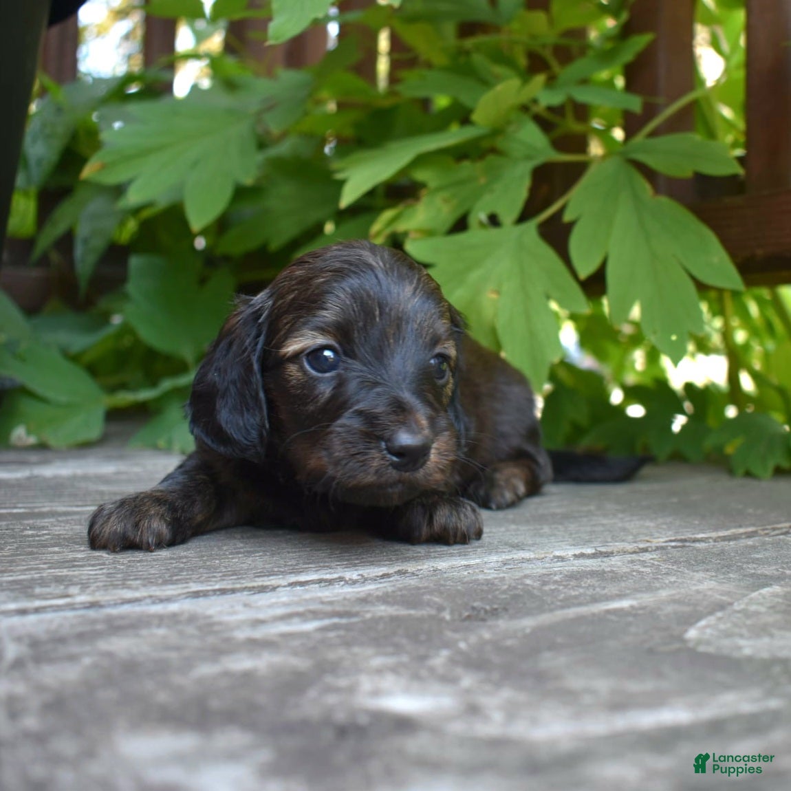 Miniature Dachshund dogs Ruth - Ad 35