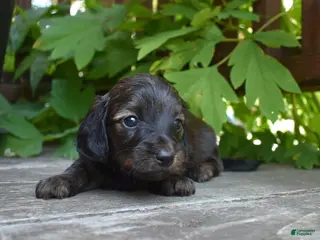 Miniature Dachshund dogs Ruth - Ad 10