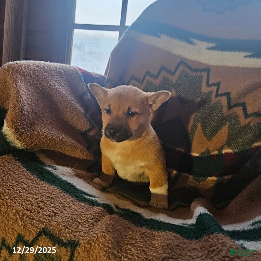 Mixed Breed dogs Sawyer - Ad 17