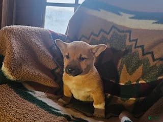 Mixed Breed dogs Sawyer - Ad 30