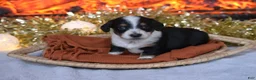 Dachshund dogs for sale: Sparkles - Ad 2