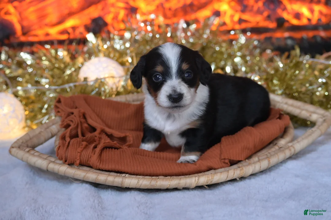 Dachshund dogs for sale: Sparkles - Ad 2