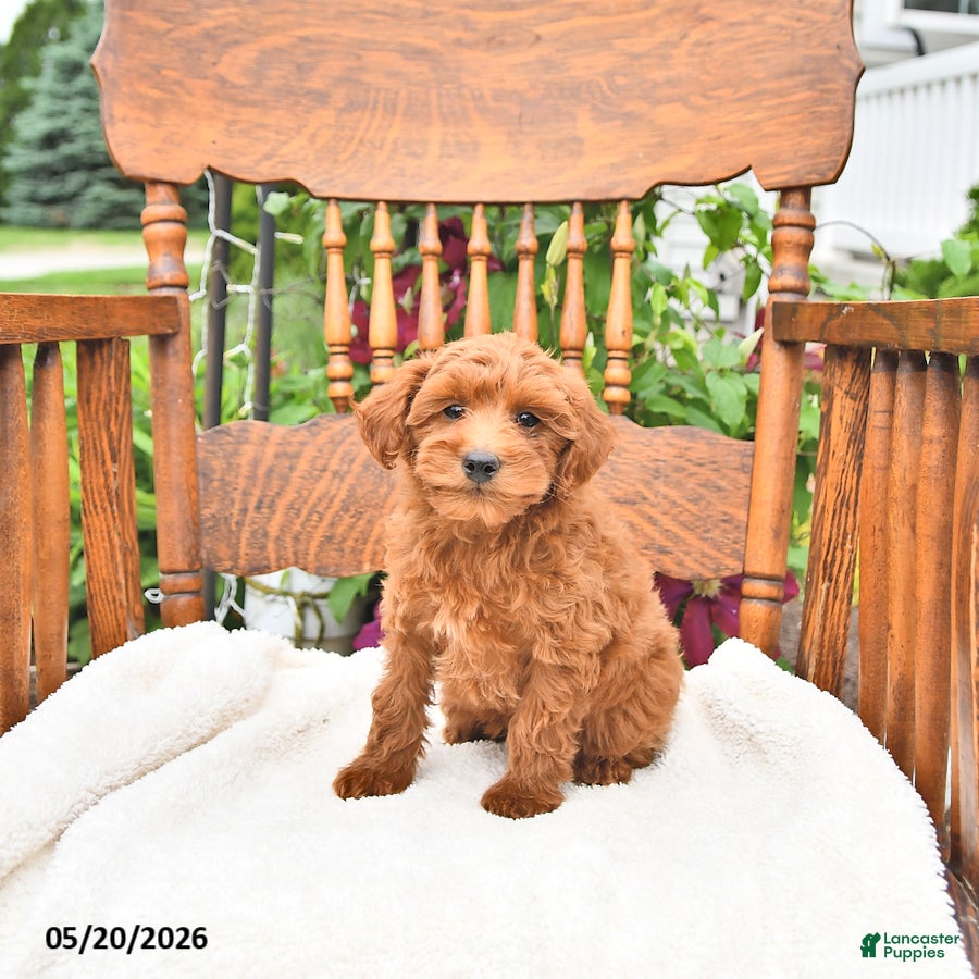 Mini Goldendoodle dogs Ripley - Ad 1