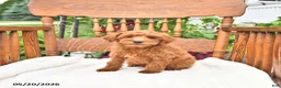 Mini Goldendoodle dogs for sale: Ripley - Ad 3