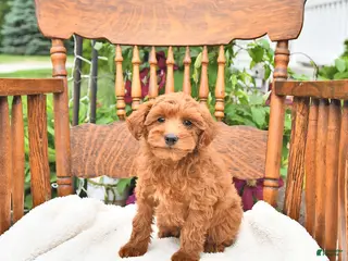 Mini Goldendoodle dogs for sale: Ripley - Ad 3