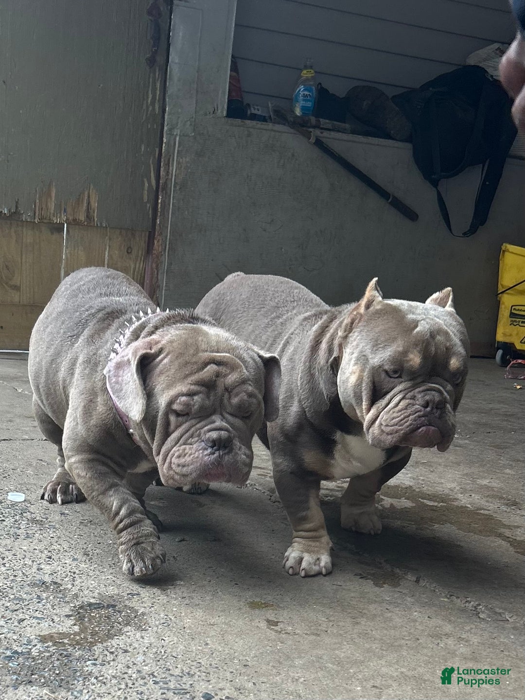 American Bully dogs for sale: American Bully Puppy  - Ad 4