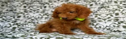 Cockapoo dogs for sale: Prince - Ad 6