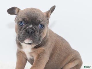 Mixed Breed dogs Penny blue eyes - Ad 6