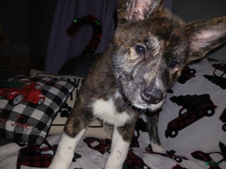 Akita dogs Astra - Ad 23